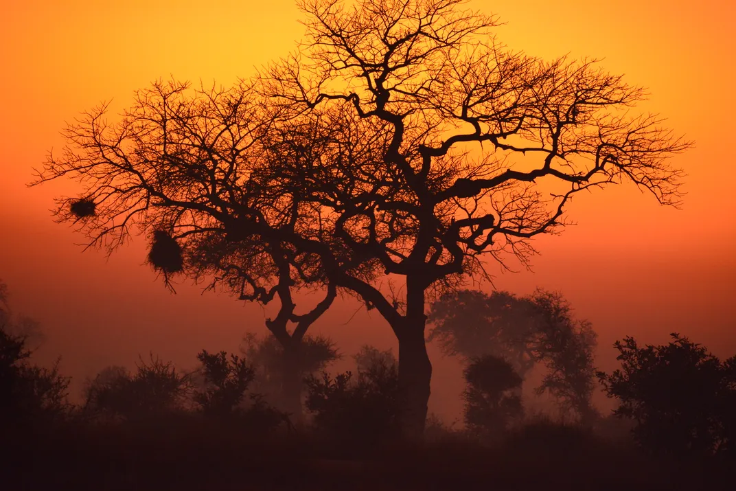 2 - Following a chilly night in July, a winter month in South Africa, fog sets on the plain, and the sun rises over a leafless tree.