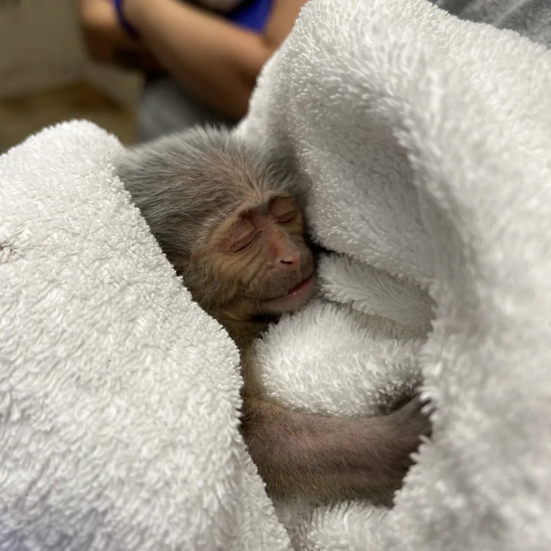 A tiny newborn monkey is swaddled in white cloth.