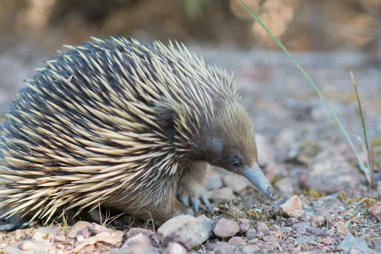 An echidna, a small spiny creature with a long nose, walking on gravel substrate