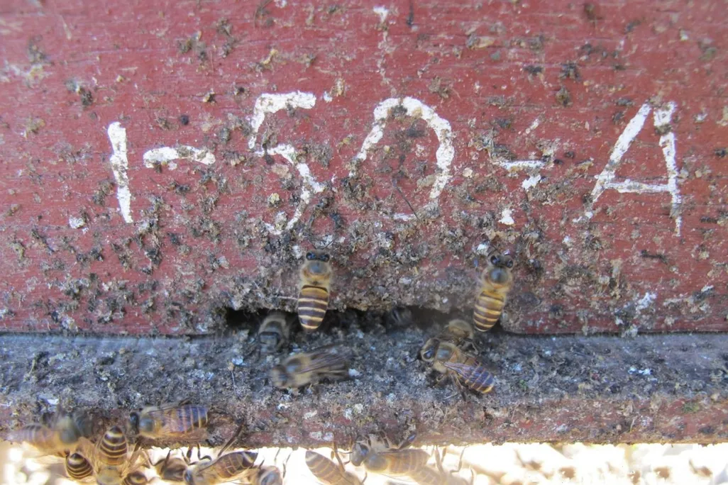Asian honey bees