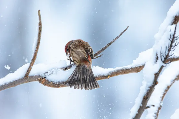 The Finch and the Snowball thumbnail