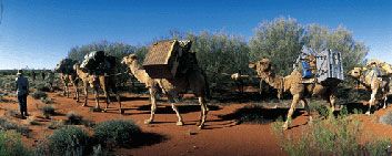 journeys_abcamels353.jpg