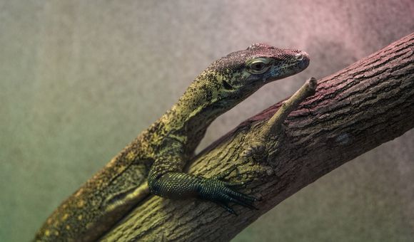 Reptile keepers are warming up to a new monitor lizard this winter, a young Komodo dragon named Onyx.