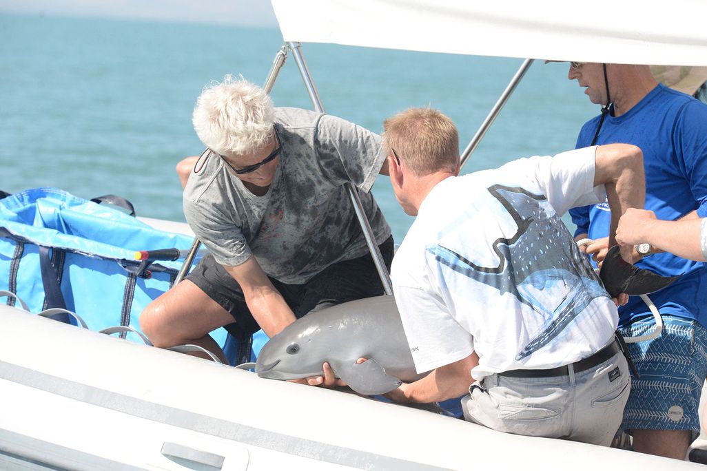 Captured Vaquita