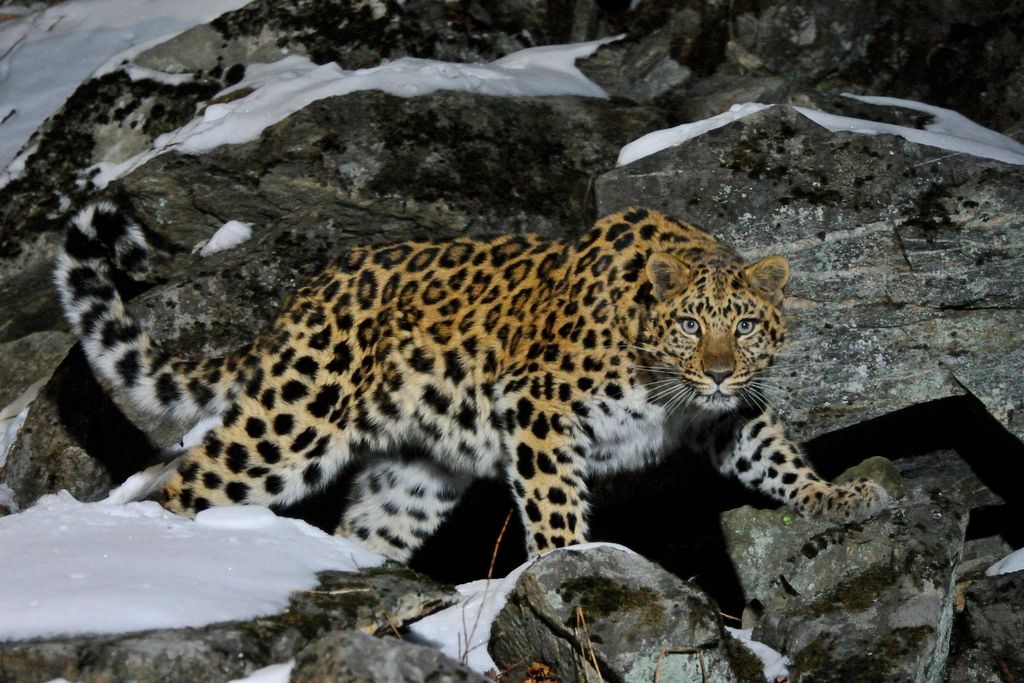 Amur Leopard