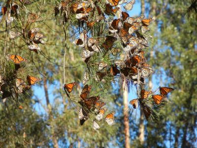 Monarch butterflies nesting in California in the winters have declined rapidly since 1981