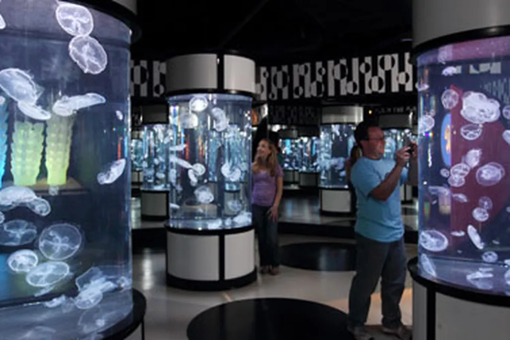 "The Jellies Experience" is at the Monterey Bay Aquarium through September 2014