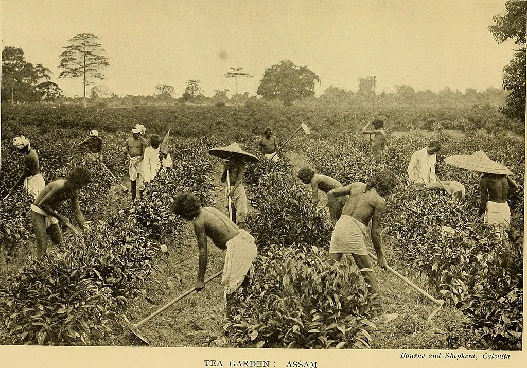 Tea pickers in Assam, India, in 1913