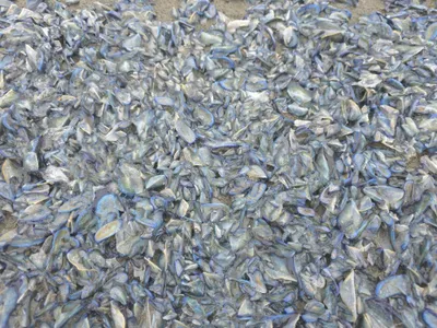 Millions of Bright Blue Blobs Called 'By-the-Wind Sailors' Are Littering Beaches Along the West Coast image