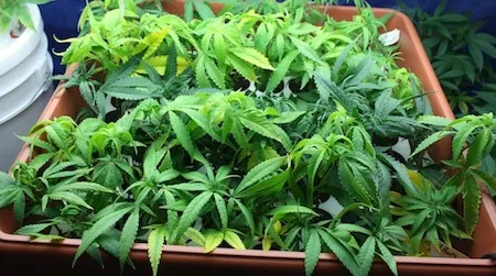 A new study indicates that marijuana isn’t a painkiller, but a pain distracter: Under the influence of THC, the same levels of pain are simply less bothersome.