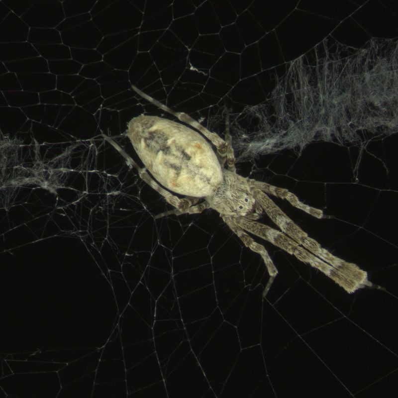 Spiders think with their webs, challenging our ideas of intelligence