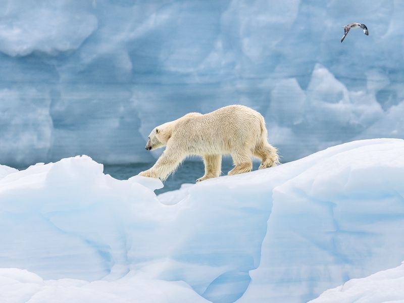 Polar Bear On Iceberg | Smithsonian Photo Contest | Smithsonian Magazine