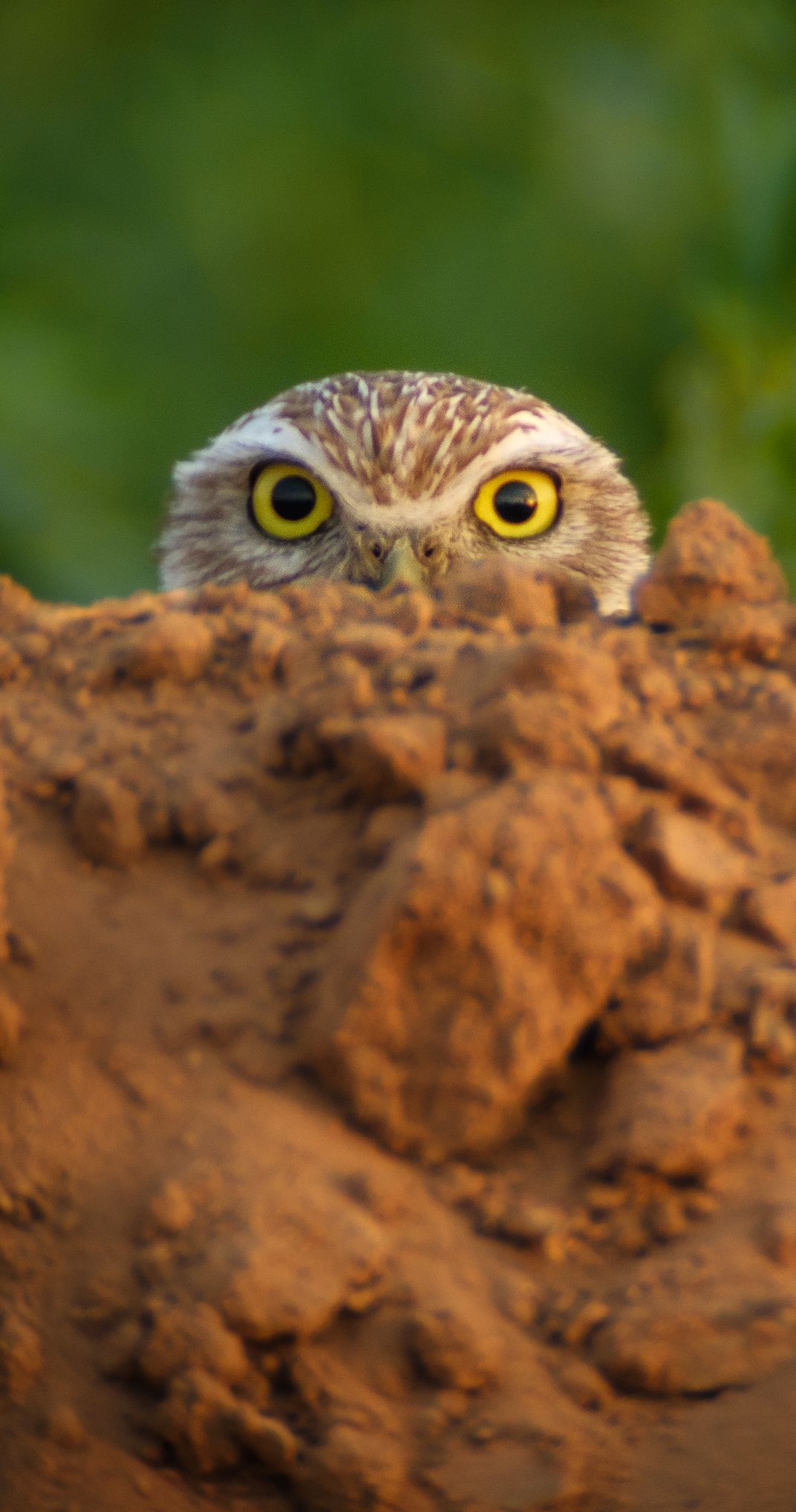 Peek-a-boo Burrowing Owl | Desert Riparian | Smithsonian Photo Contest ...