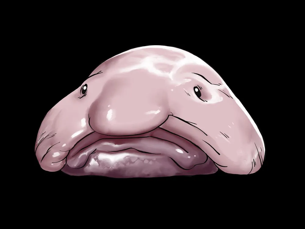 Preview thumbnail for video 'Don't Call the Blobfish Ugly