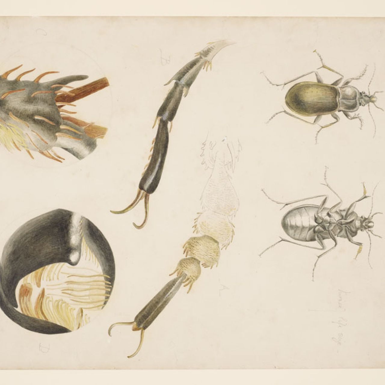 Beatrix Potter Was a Keen Observer of the Natural World