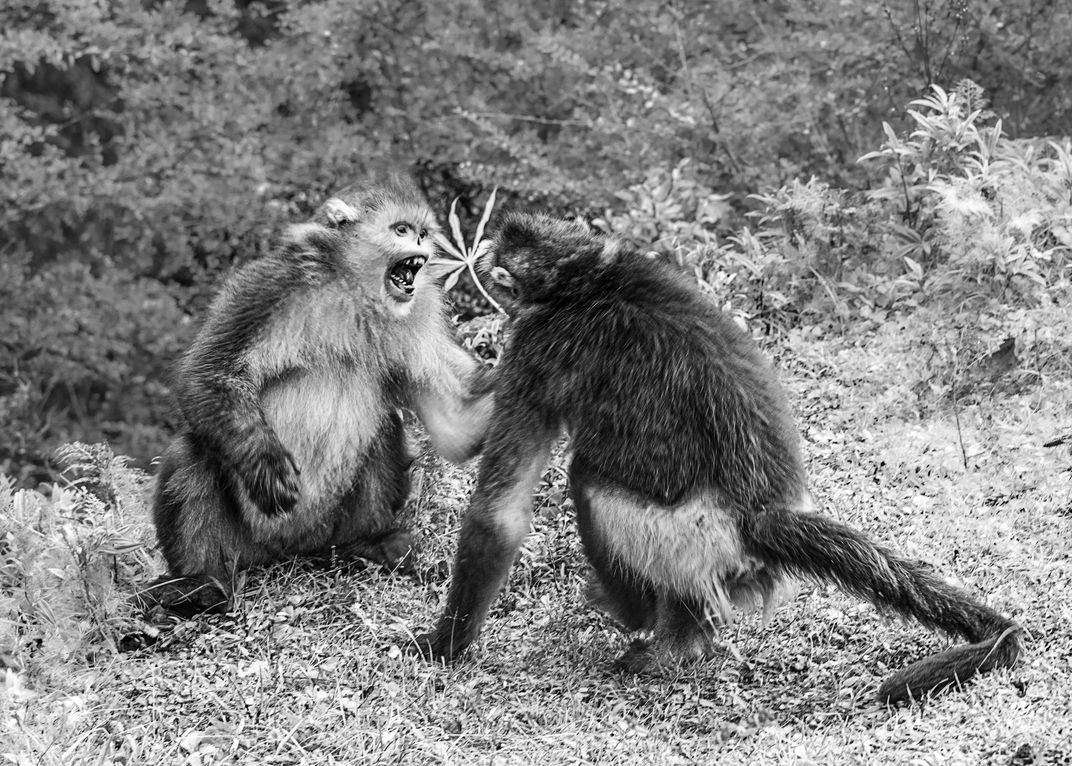 squabble-smithsonian-photo-contest-smithsonian-magazine