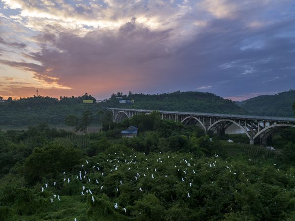 Egret Highway thumbnail