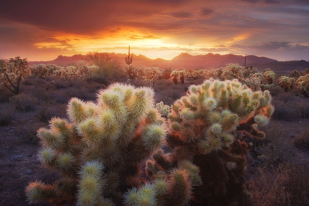 Desert dreaming. Пустыня Аризона красивые места. Пустыня Чолла. Природа скупится скупится. Goldfield, Arizona.