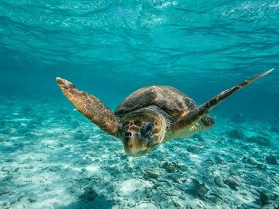 Scientists and ocean advocates are hoping to find a way to both protect sea turtles and other threatened species and help fishermen make a living.