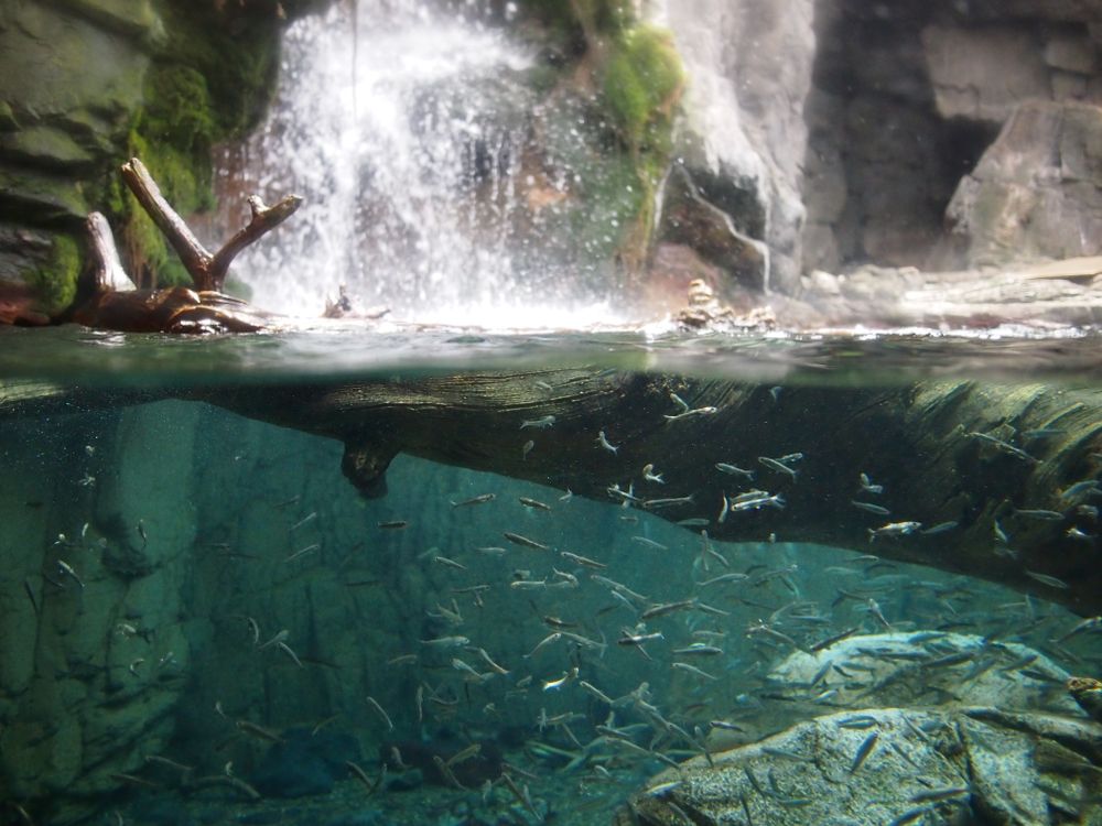 do fish travel waterfall