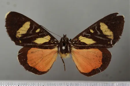 This moth specimen was mistakenly identified as a butterfly in 1793, leaving biologists to wonder what happened to the missing "butterfly" for more than 200 years. 
