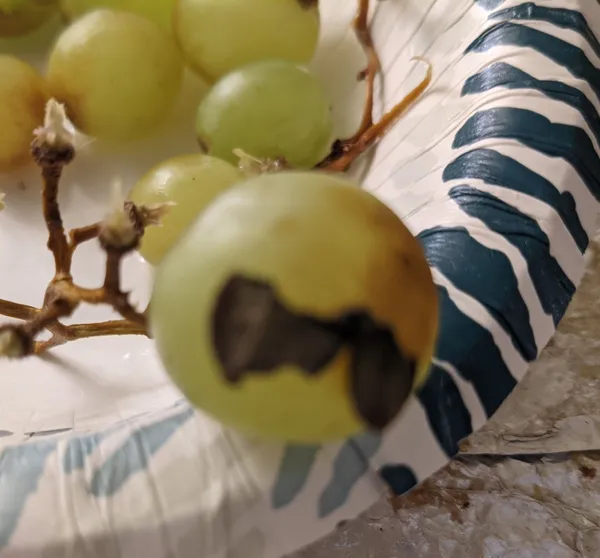 Putting on the "Ritz" thumbnail