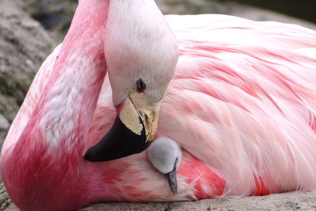 FlamingoFoster1closeup.jpg