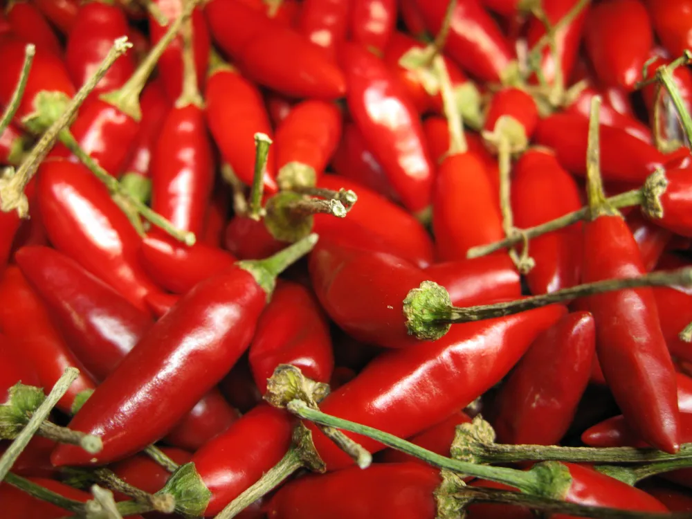 chili peppers.jpg
