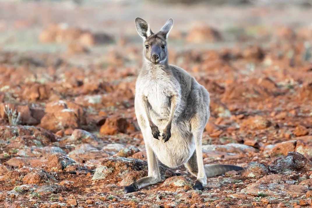 A kangaroo in the wild