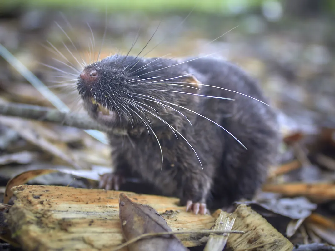 a whiskered dark brown mouse stands on wood and leaves