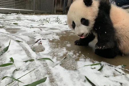 Giant panda cub Xiao Qi Ji experiences snow for the first time just beyond his indoor exhibit on Sunday. Though he did not venture further, his parents Mei Xiang and Tian Tian played around outside.