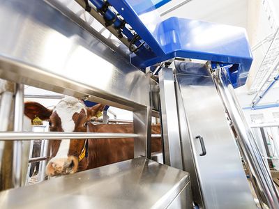 A cow is milked by a robotic voluntary milking system.