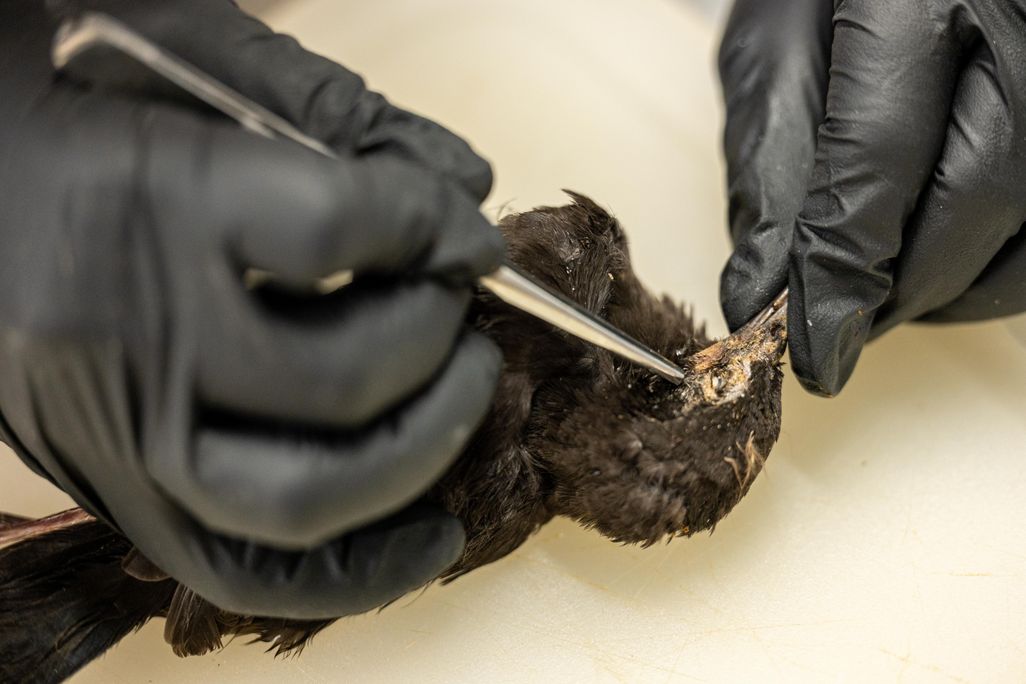Two hands wearing black rubber gloves inspect European starling carcass at Kentucky Department of Fish and Wildlife Resources headquarters