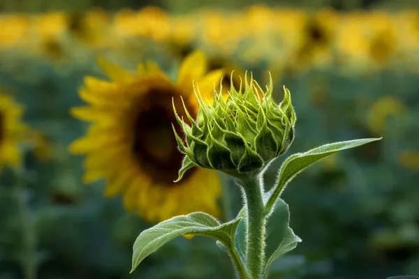 Closed up Sunflower that has not yet bloomed thumbnail