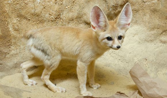 A small, tan fox with large, pointed pink ears blends into its sand-colored enclosure at the Smithsonian National Zoo.