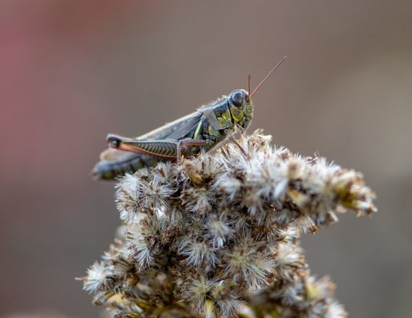 A rather handsome grasshopper thumbnail