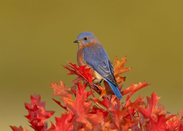 Eastern Bluebird in Autumn thumbnail