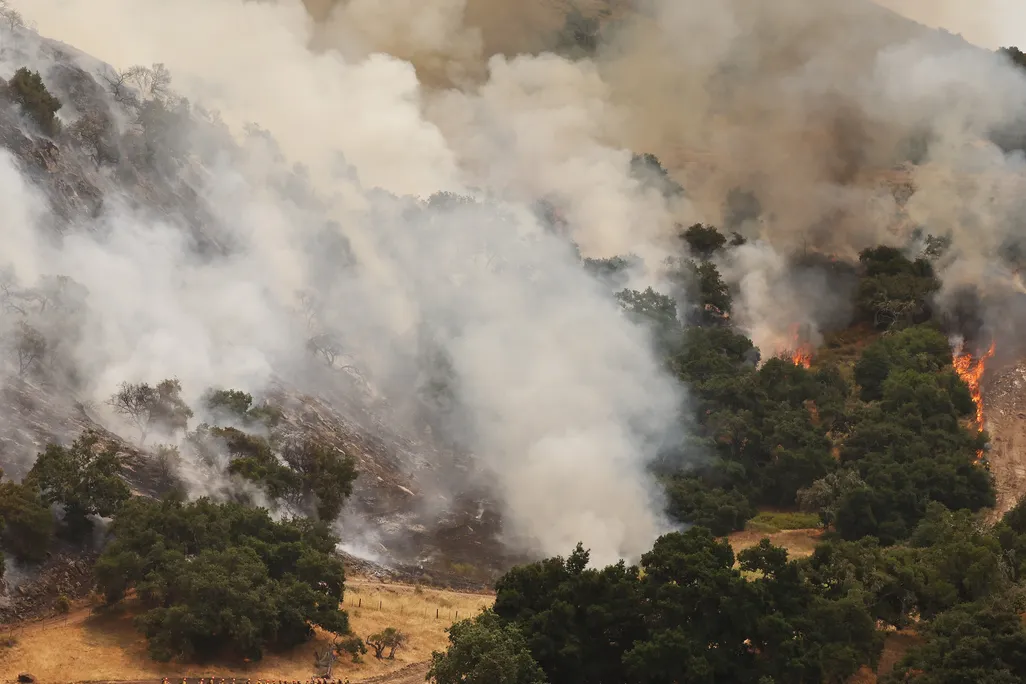 Wildfire smoke billows above trees
