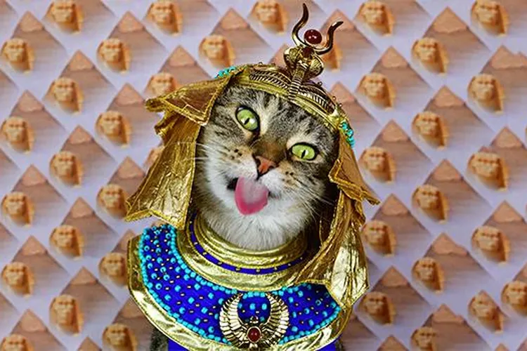 Baba the cat in ancient Egyptian costume (mobile)