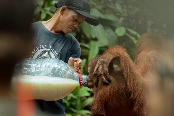 Ranger taking care of Orangutan thumbnail