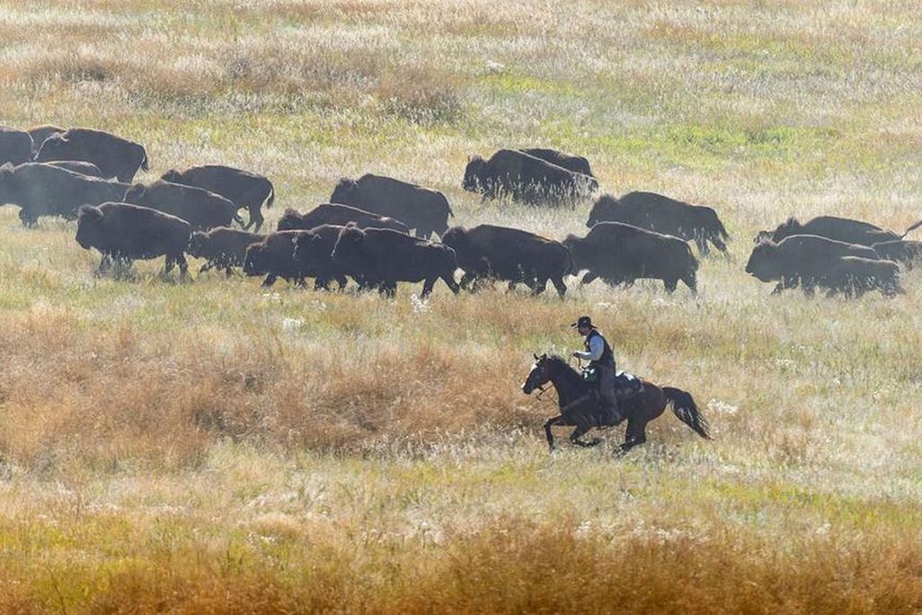 South Dakota Buffalo Roundup