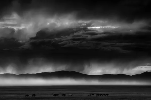 Horses on the prairie thumbnail