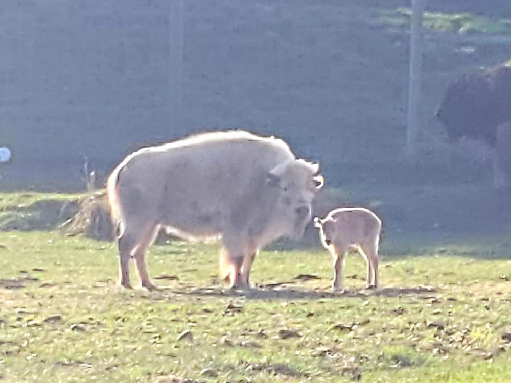 White buffalo standing next to small white bison calf