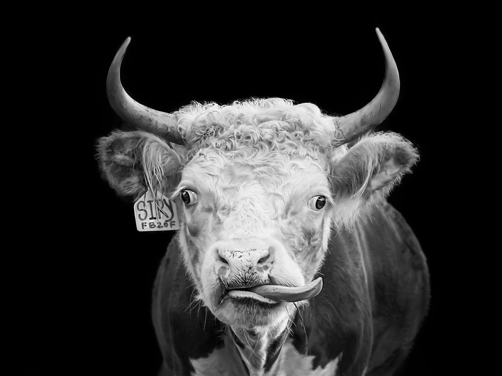 Rescue cow striking a pose | Smithsonian Photo Contest | Smithsonian ...