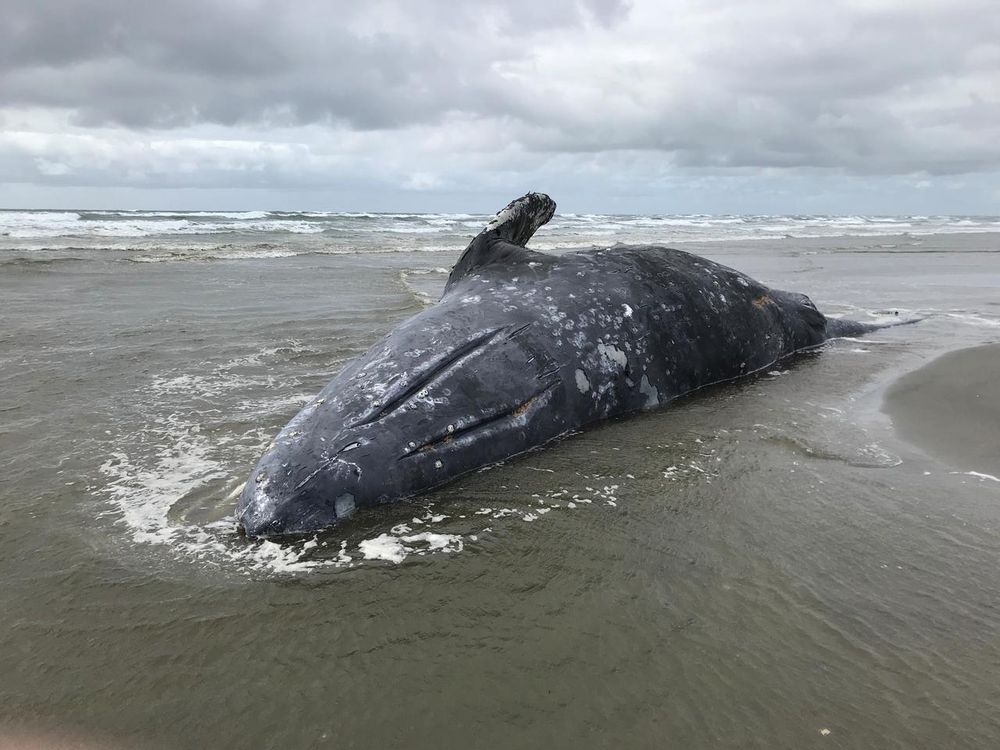 Gray Whale