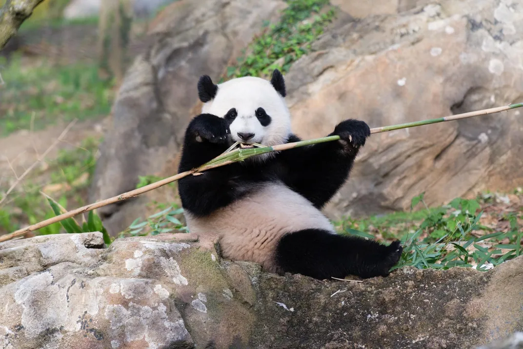 Bao Bao April 2015