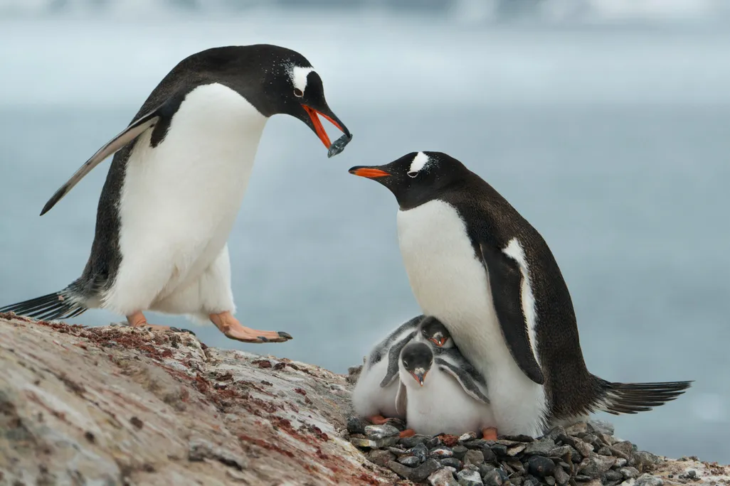 Gentoo penguins