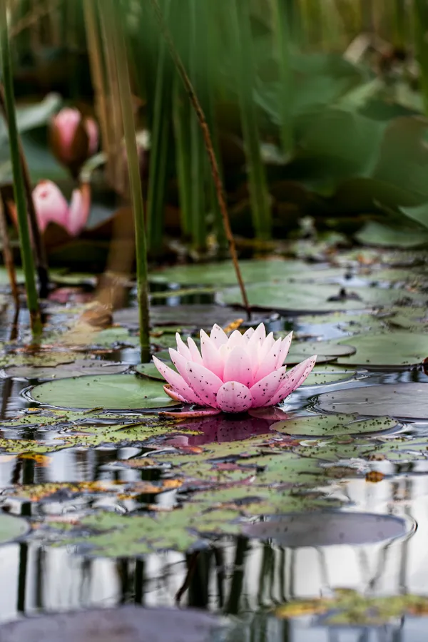 Among the Reeds thumbnail