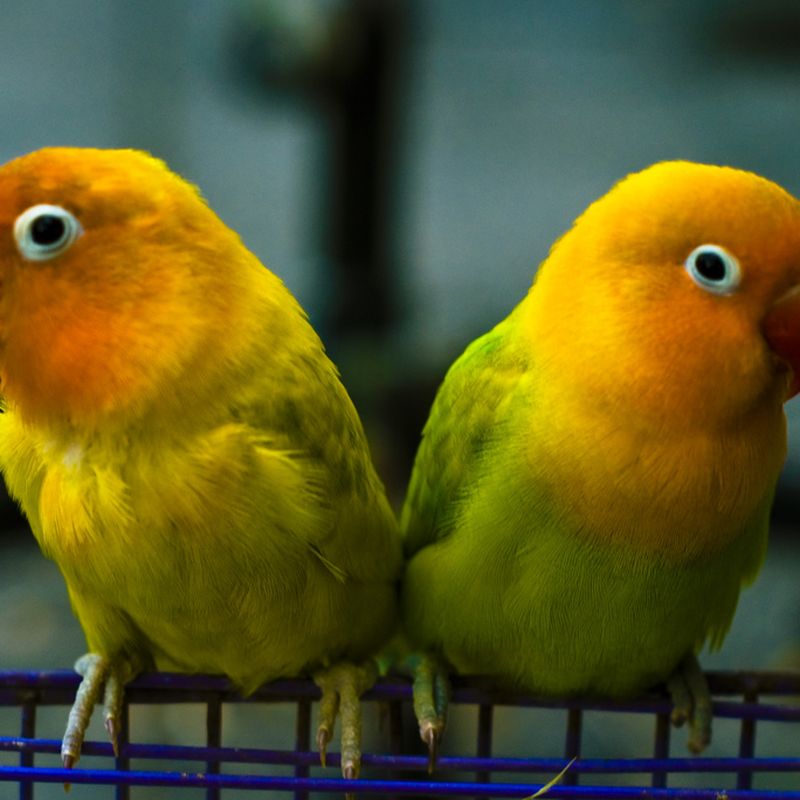 30 Types of Parrots for Avian Enthusiasts 
