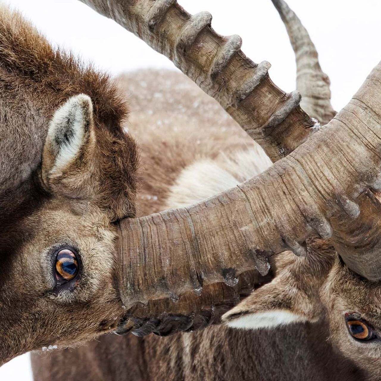 See 15 Stunning Images That Won the German Society for Nature